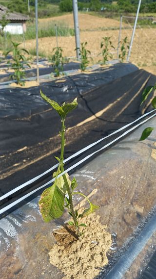 유건상님의 고추 · 병해충상담 작성글 사진