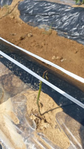 유건상님의 고추 · 병해충상담 작성글 사진