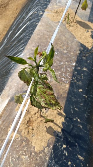 유건상님의 고추 · 병해충상담 작성글 사진