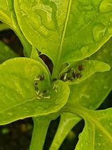 팜모닝 고추·병해충상담 게시글 이미지