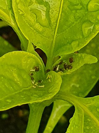 멋진여성농님의 고추 · 병해충상담 작성글 사진