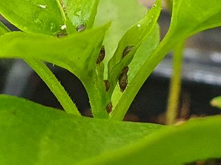 멋진여성농님의 고추 · 병해충상담 작성글 사진