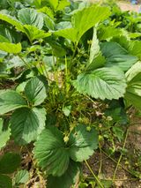 팜모닝 자유주제·자유게시판 게시글 이미지