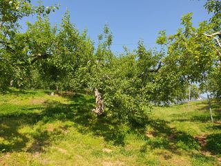 이훈희님의 사과 · 일상 작성글 사진