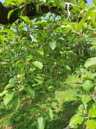 이훈희님의 사과 · 일상 작성글 사진