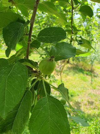 이훈희님의 사과 · 일상 작성글 사진