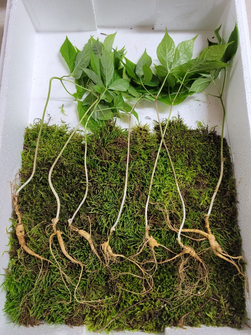 장터 상품 [야생산삼 1세트] 썸네일