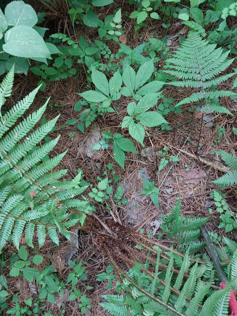 김봉호님의 장터 판매 상품 [야생산삼 1세트] 첨부 사진