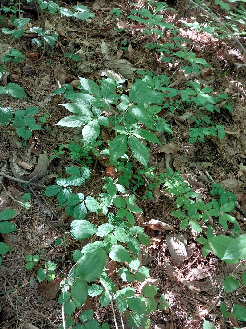 김봉호님의 장터 판매 상품 [야생산삼 1세트] 첨부 사진