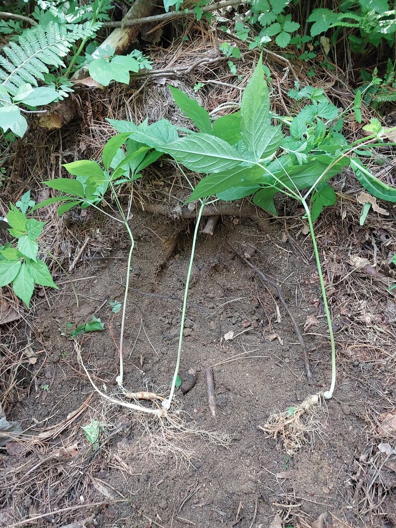 김봉호님의 장터 판매 상품 [야생산삼 1세트] 첨부 사진