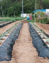 팜모닝 기타작물·자유게시판 게시글 이미지