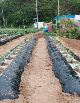 osm님의 기타작물 · 자유게시판 작성글 사진