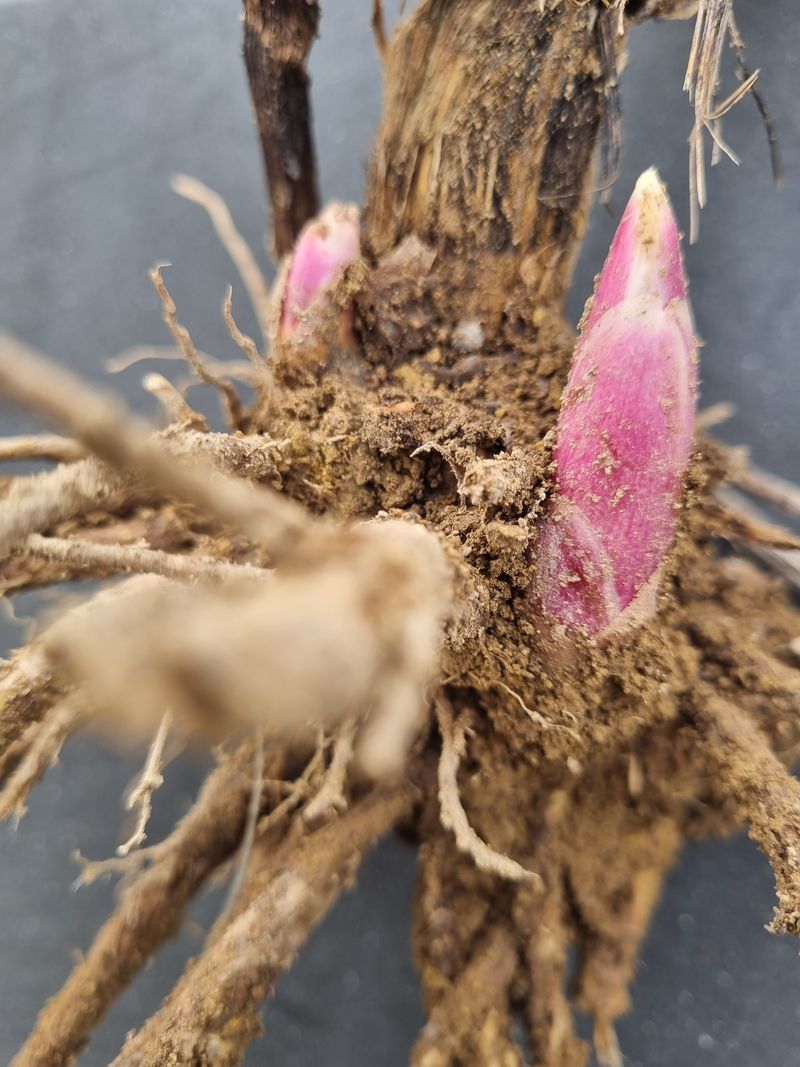 이호성님의 장터 판매 상품 [땅두릅 4년생 모종] 첨부 사진