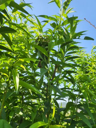 스산촌놈님의 복숭아 · 병해충상담 작성글 사진