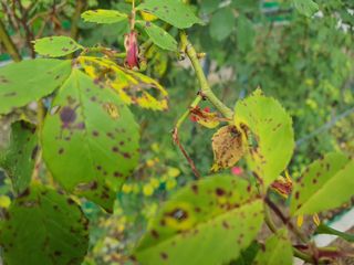 신출내기농부님의 자유주제 · 자유게시판 작성글 사진