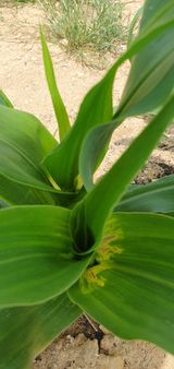 팜모닝 옥수수·병해충상담 게시글 이미지