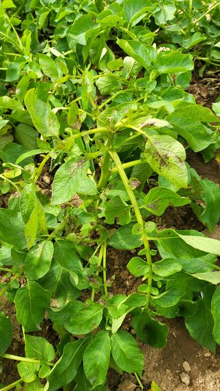 김인수님의 감자 · 병해충상담 작성글 사진