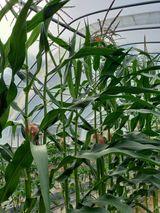 팜모닝 옥수수·자유게시판 게시글 이미지