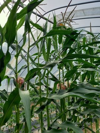 신신기루님의 옥수수 · 자유게시판 작성글 사진