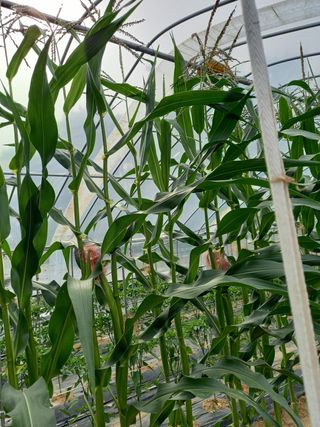 신신기루님의 옥수수 · 자유게시판 작성글 사진