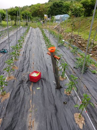 덕촌님의 고추 · 비료•농약 작성글 사진