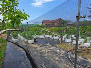 김현필님의 블루베리 · 자유게시판 작성글 사진