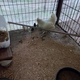 은고개님의 기타작물 · 자유게시판 작성글 사진