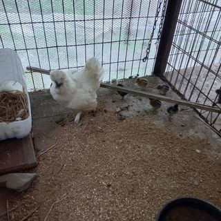 은고개님의 기타작물 · 자유게시판 작성글 사진