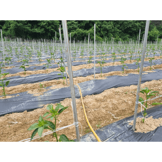 정용일님의 고추 · 비료•농약 작성글 사진