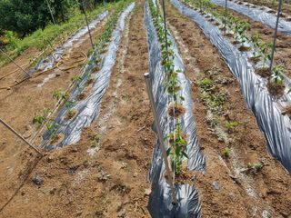 정용일님의 고추 · 비료•농약 작성글 사진