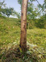 팜모닝 기타작물·병해충상담 게시글 이미지