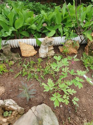 인생은 소풍처럼님의 옥수수 · 자유게시판 작성글 사진