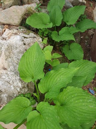 인생은 소풍처럼님의 옥수수 · 자유게시판 작성글 사진