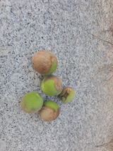 팜모닝 매실·병해충상담 게시글 이미지