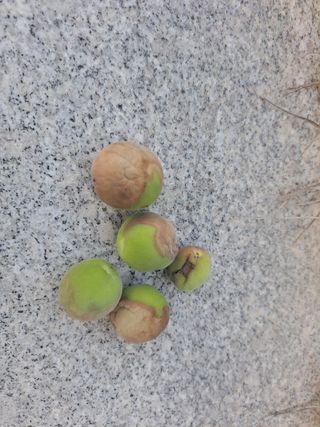 진교님의 매실 · 병해충상담 작성글 사진