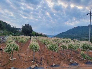 최일홍님의 기타작물 · 자유게시판 작성글 사진