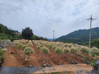 최일홍님의 기타작물 · 자유게시판 작성글 사진