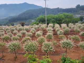 최일홍님의 기타작물 · 자유게시판 작성글 사진
