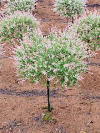 최일홍님의 기타작물 · 자유게시판 작성글 사진