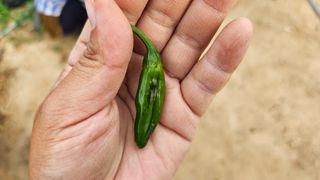 진.님의 고추 · 병해충상담 작성글 사진