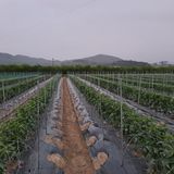 팜모닝 고추·품종•종자 게시글 이미지