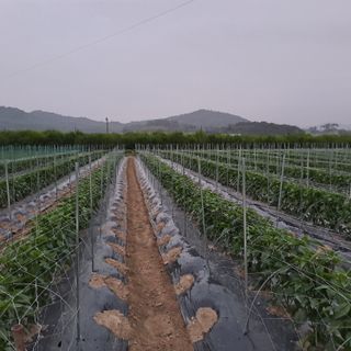 알 수 없음님의 고추 · 품종•종자 작성글 사진