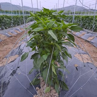 알 수 없음님의 고추 · 품종•종자 작성글 사진