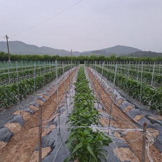 알 수 없음님의 고추 · 품종•종자 작성글 사진