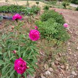 팜모닝 자유주제·자유게시판 게시글 이미지