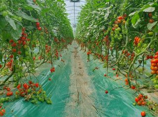 그린톡톡 오계상님의 토마토 · 일상 작성글 사진