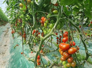 그린톡톡 오계상님의 토마토 · 일상 작성글 사진