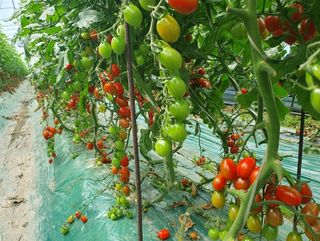 그린톡톡 오계상님의 토마토 · 일상 작성글 사진