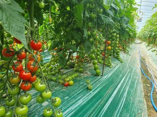 그린톡톡 오계상님의 토마토 · 일상 작성글 사진