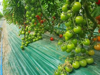 그린톡톡 오계상님의 토마토 · 일상 작성글 사진